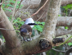 Garrulax leucolophus