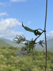 Polystemma cordifolium