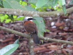 Garrulax leucolophus