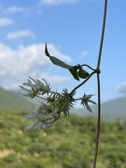 Polystemma cordifolium