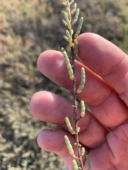 Tecticornia pergranulata