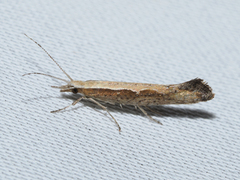 Plutella xylostella