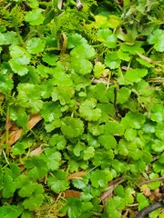 Hydrocotyle microphylla