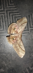 Saturniidae