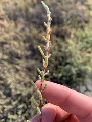 Tecticornia pergranulata