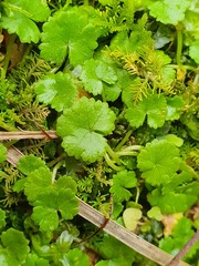 Hydrocotyle microphylla