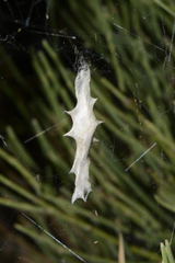 Uloborus walckenaerius
