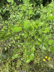 Betula pumila