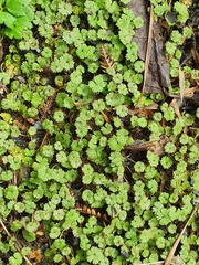 Hydrocotyle moschata