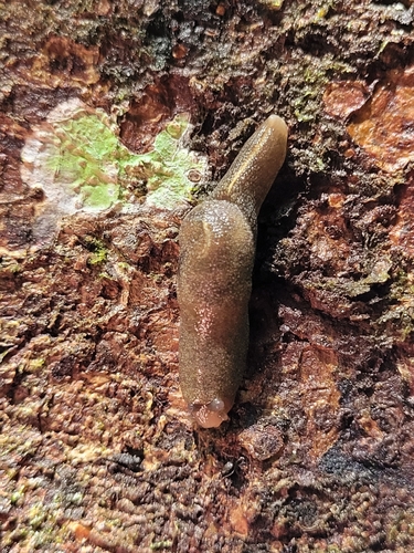 Parmella planata observed 2022-09-17