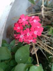 Glandularia peruviana