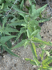 Ambrosia ambrosioides