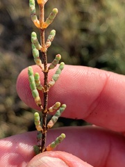 Tecticornia pergranulata