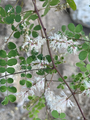 Mimosa distachya