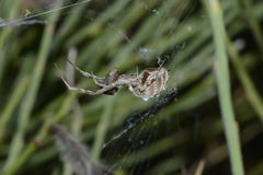 Uloborus walckenaerius