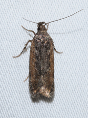 Gelechiidae