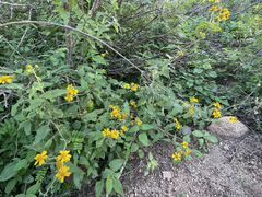 Verbesina peninsularis