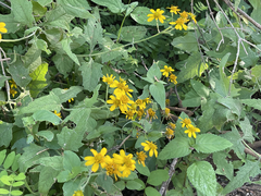 Verbesina peninsularis