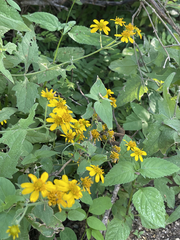 Verbesina peninsularis