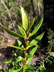 Atkinsonia ligustrina