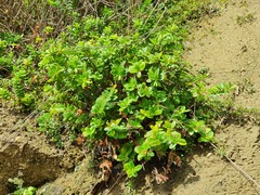Veronica elliptica