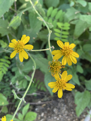 Verbesina peninsularis