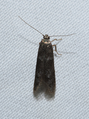Gelechiidae