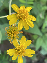 Verbesina peninsularis