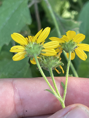 Verbesina peninsularis