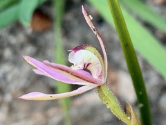 Caladenia pusilla