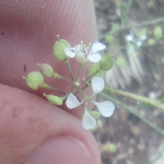 Lepidium montanum