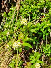 Anaphalioides trinervis