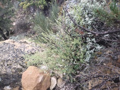 Lepidium montanum