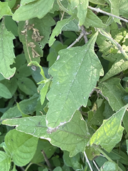 Verbesina peninsularis