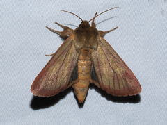 Nephelodes carminata