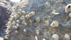 Balanomorpha