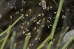 Uloborus walckenaerius