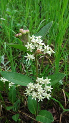 Asclepias ovalifolia
