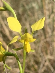 Diuris