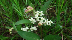 Asclepias ovalifolia