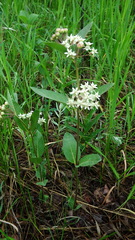 Asclepias ovalifolia
