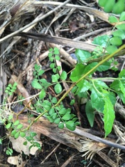 Sophora chathamica