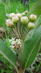Asclepias ovalifolia