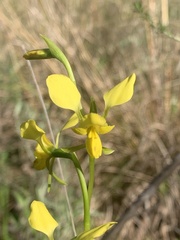 Diuris