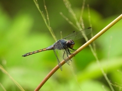Potamarcha congener