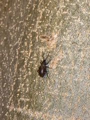 Otiorhynchus cribricollis