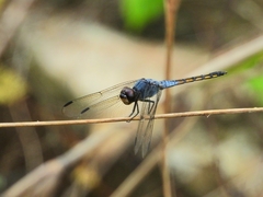 Potamarcha congener