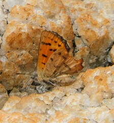 Chrysoritis aethon