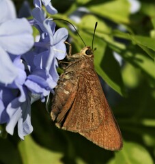 Asbolis capucinus
