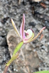 Caladenia pusilla